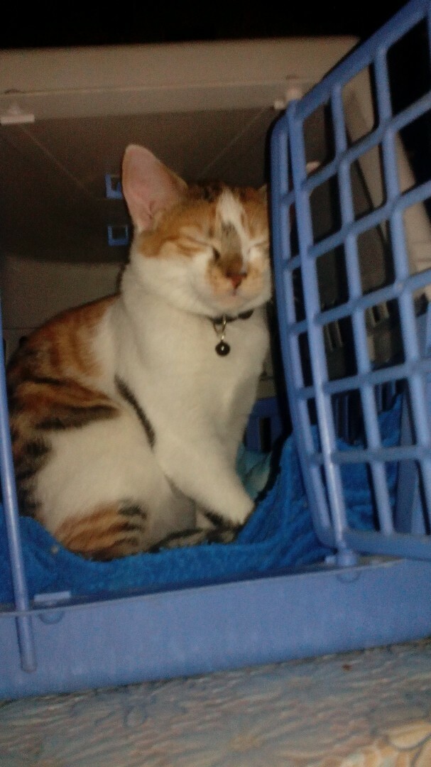 chat