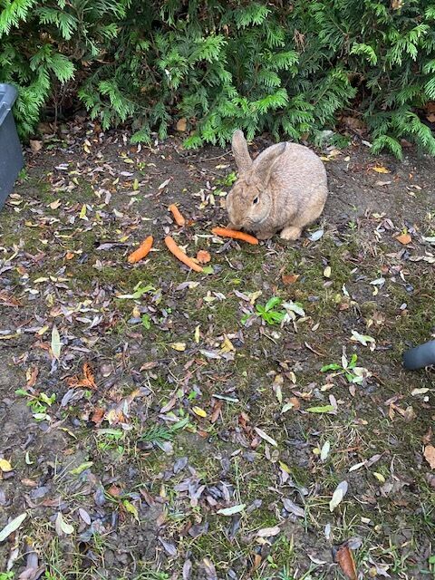 69283bf2a14ea lapin1